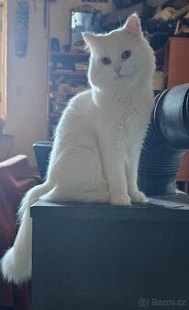 Sibiřská kočka něvská maškaráda 2 roky - 4