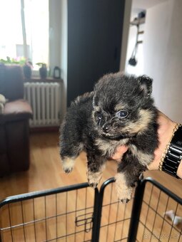Pomeranian - PureLivePuppy FCI - 4