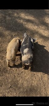 Prodej selátka Kune Kune - 4