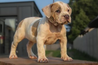 American Bully XL 🐾 - 4