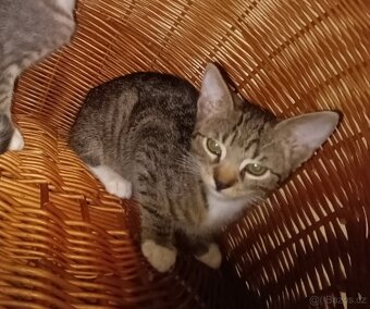 Kočka domácí-koťata - 4