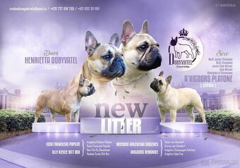 Francouzsky buldoček s PP - 4