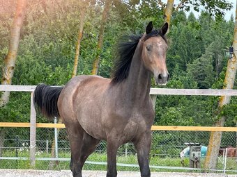 Mladá kobylka po Cornet de Lux - 4