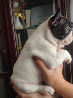 Štěně francouzského buldoka od titulovaných rodičů - 4