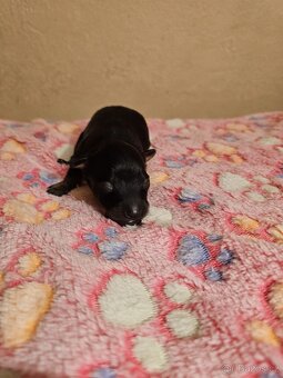 Ruský toy s PP (FCI) - 4