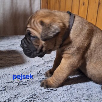 Štěnata cane corso - 4