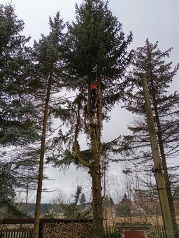 Rizikové kácení, výškové práce - 4