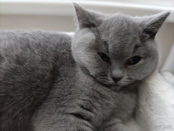 Britská kočička - 4