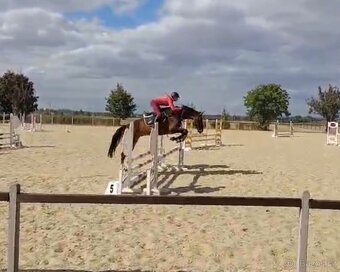 7 lety valach do sportu - 4