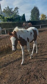 prodám klisničku podílovou american  paint horse. - 4