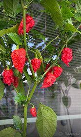 Sazenice TRINIDAD MORUGA SCORPION a CAROLINA REAPER - 4