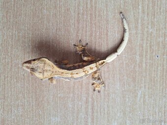 Pagekon řasnatý- Correlophus ciliatus - 4