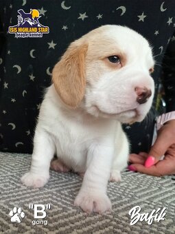 Beagle s PP - 4