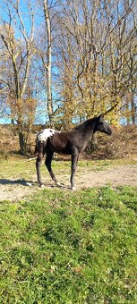 Roční appaloosa klisna - 4
