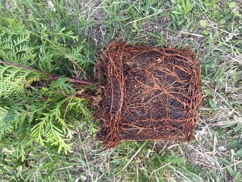 Thuja brabant - 4