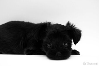 yorkshire terrier- black s PP - 4