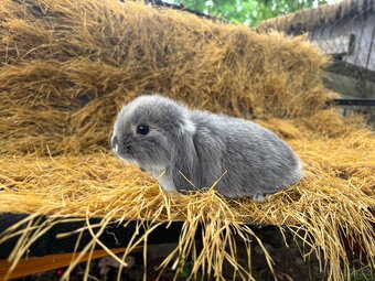 Mini lop mláďata k rezervaci - 4