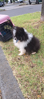 Rozkošné šteniatko pomeraniana hľadá nový domov - 4