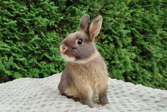 Zakrslý králík, králíček - ŇUFÍK - 4