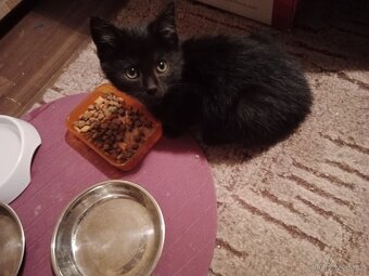 4 mala koťátka - 4