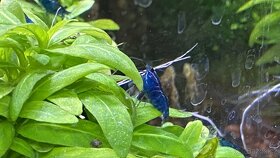Krevetky Blue dream (Neocaridina davidi)NOVINKA-zasíláme - 4