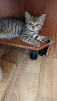 Britské whiskas kočičky s PP - 4