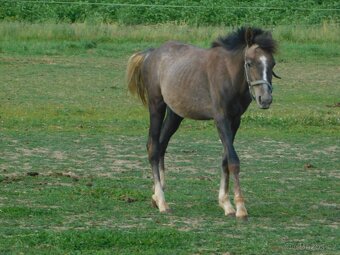 roční pony - 4