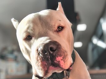 American Bully XL originální původní krev rodokmen ABKC USA - 4