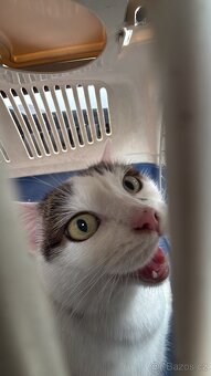 Daruji kočičku - 4