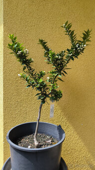 Prodám Citrus Myrtifolia CHINOTTO (č.97) - 4
