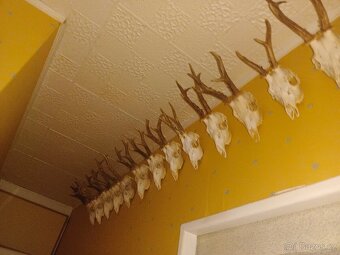 Lovecké trofeje - 4