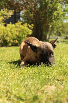 Belgický ovčák malinois - 4