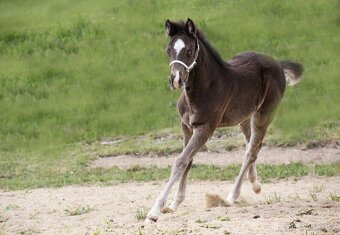 Prodám Appaloosa - 4