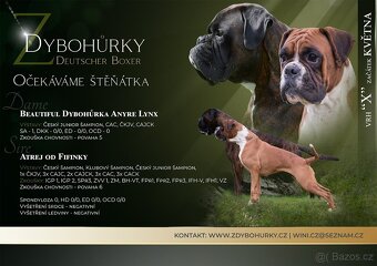 Německý boxer - 4