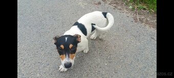 štěňata Jack Russell teriér- jrt - 4