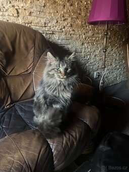 Koťata Mainská mývalí - 4