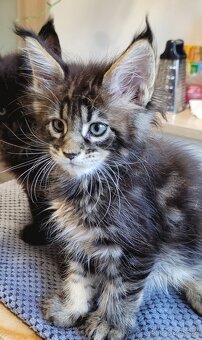 Mainská mývalí  koťata s pp - 4