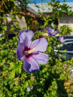 Ibišek syrský na kmínku - 4