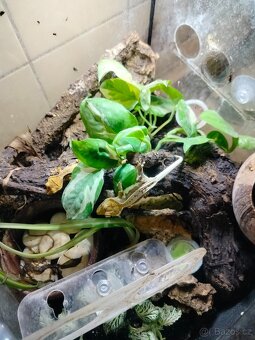 Pagekon řasnatý - 4