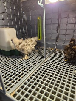 Hedvábničky USA kuřátka - 4