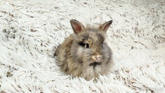 Zakrslý králík, králíček - HARRY - 4