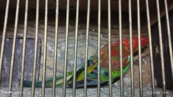 Papoušek zpěvavý - 4