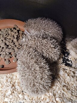 Ježek bělobřichý - 4