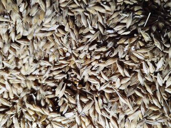 Ječmen krmný pytlovaný - 4