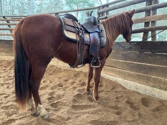Dvouletý valach QH cutting - 4