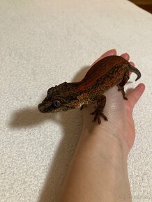Rhacodactylus auriculatus 1,2 - 4