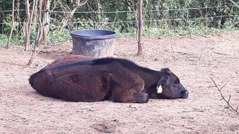 Prodám mléčnou jalovici Brown Swiss x Holšřýn - 4