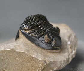 Trilobit s dokonalými očami - Fosilizované zviera - 5,3 cm - 4