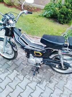 Jawa betka(Champ) - 4