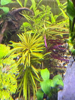 Akvarijní rostliny - 4